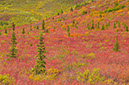 Landscape40